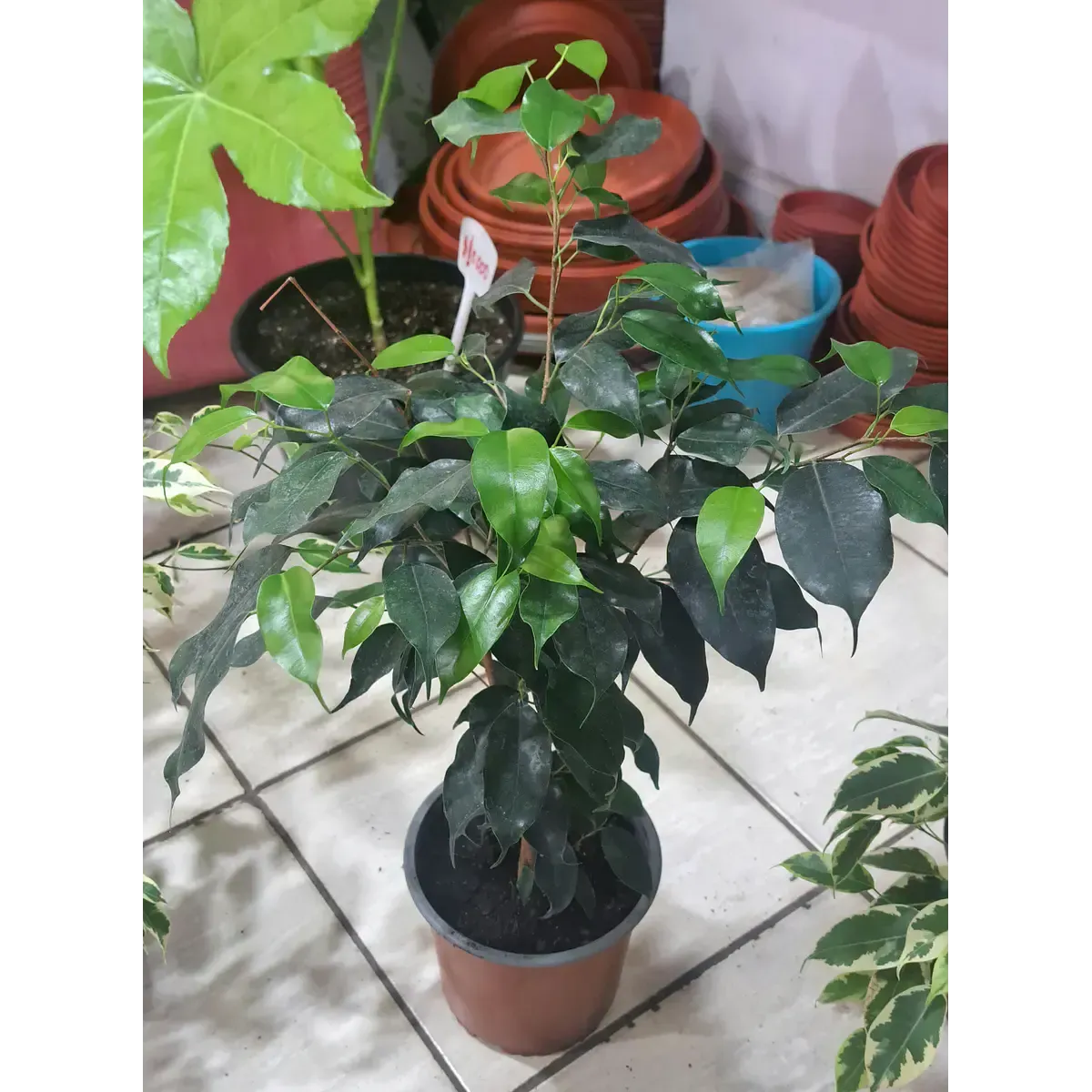 Sección de plantas de interior en Vivero Karün