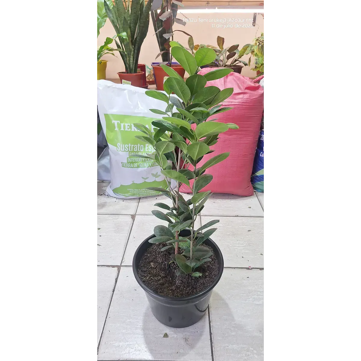Plantas en exhibición en Vivero Karün, Barrio Yungay