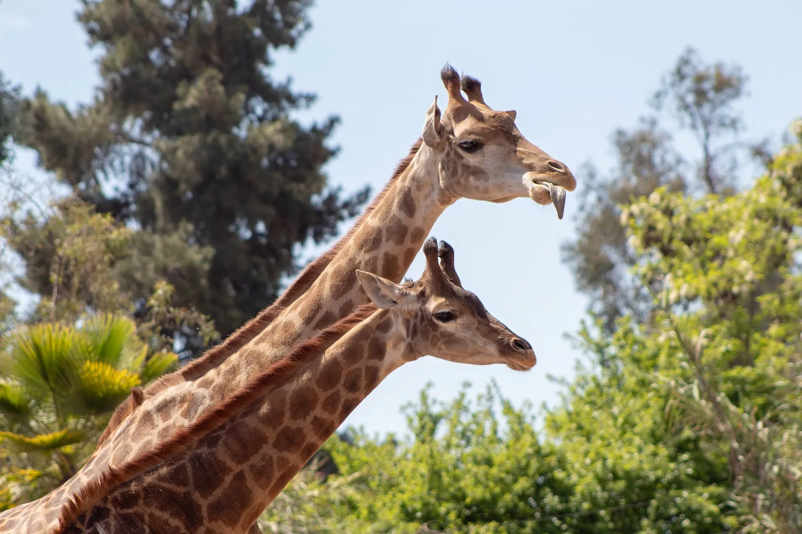 Buin Zoo