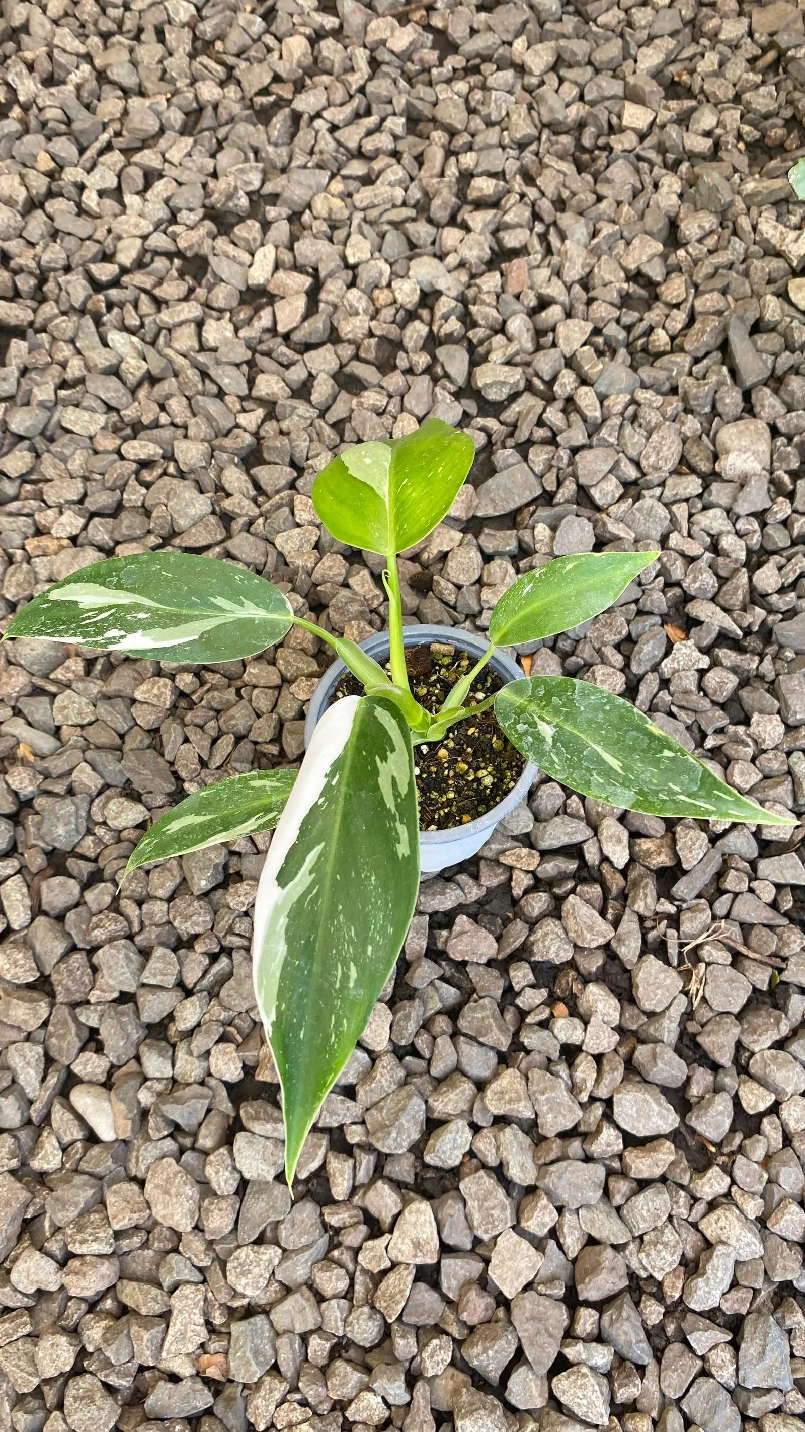 Plantas de interior en Newenbotanicum, Ñuñoa