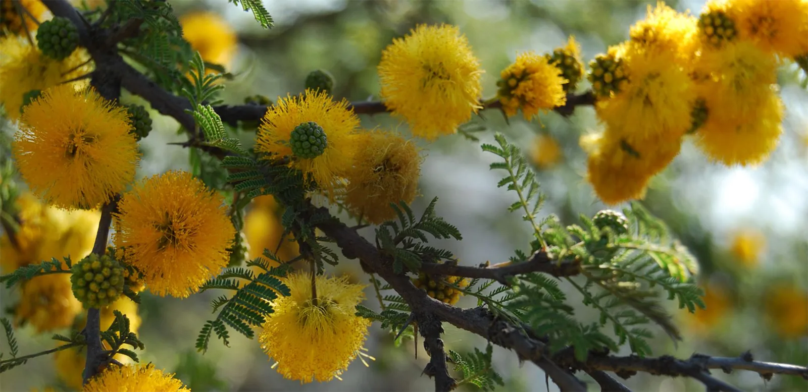 Vivero Pumahuida, especies nativas en producción