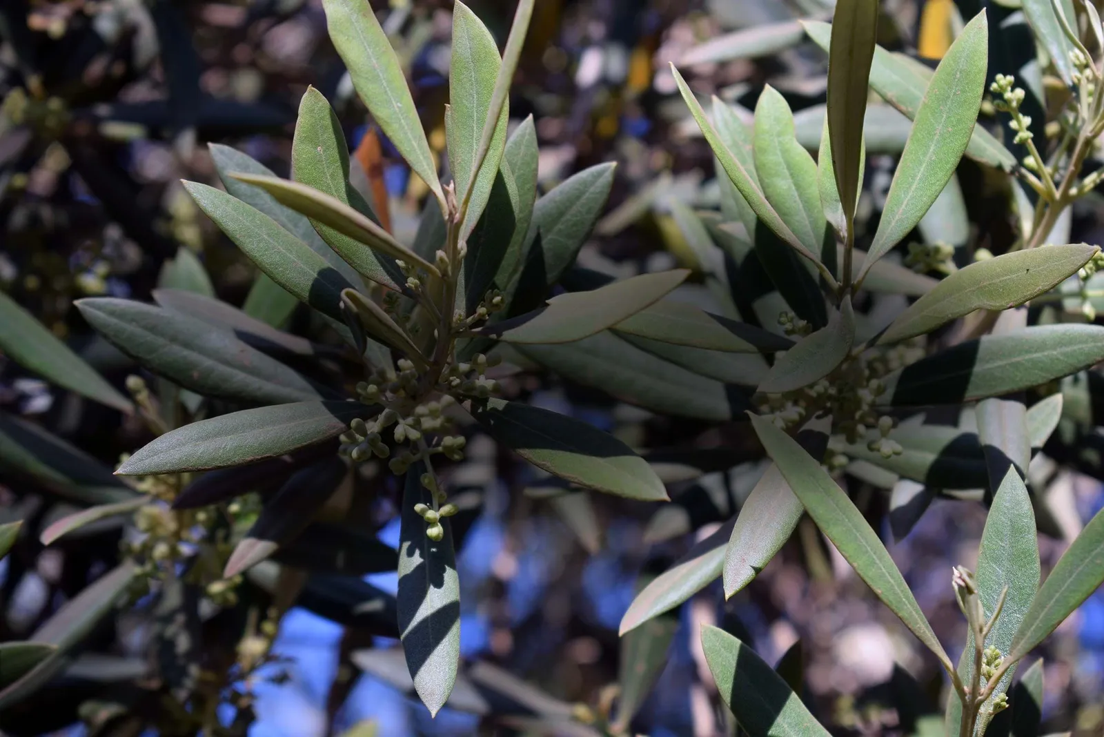 Especies introducidas y nativas en Vivero Pumahuida