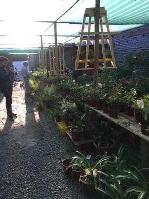 Vivero Prado Garden, plantas en exhibición