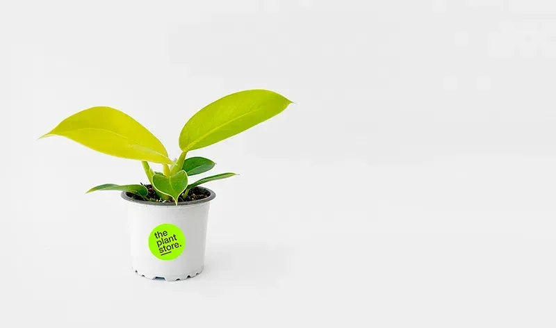 Planta de interior en maceta de diseño de The Plant Store